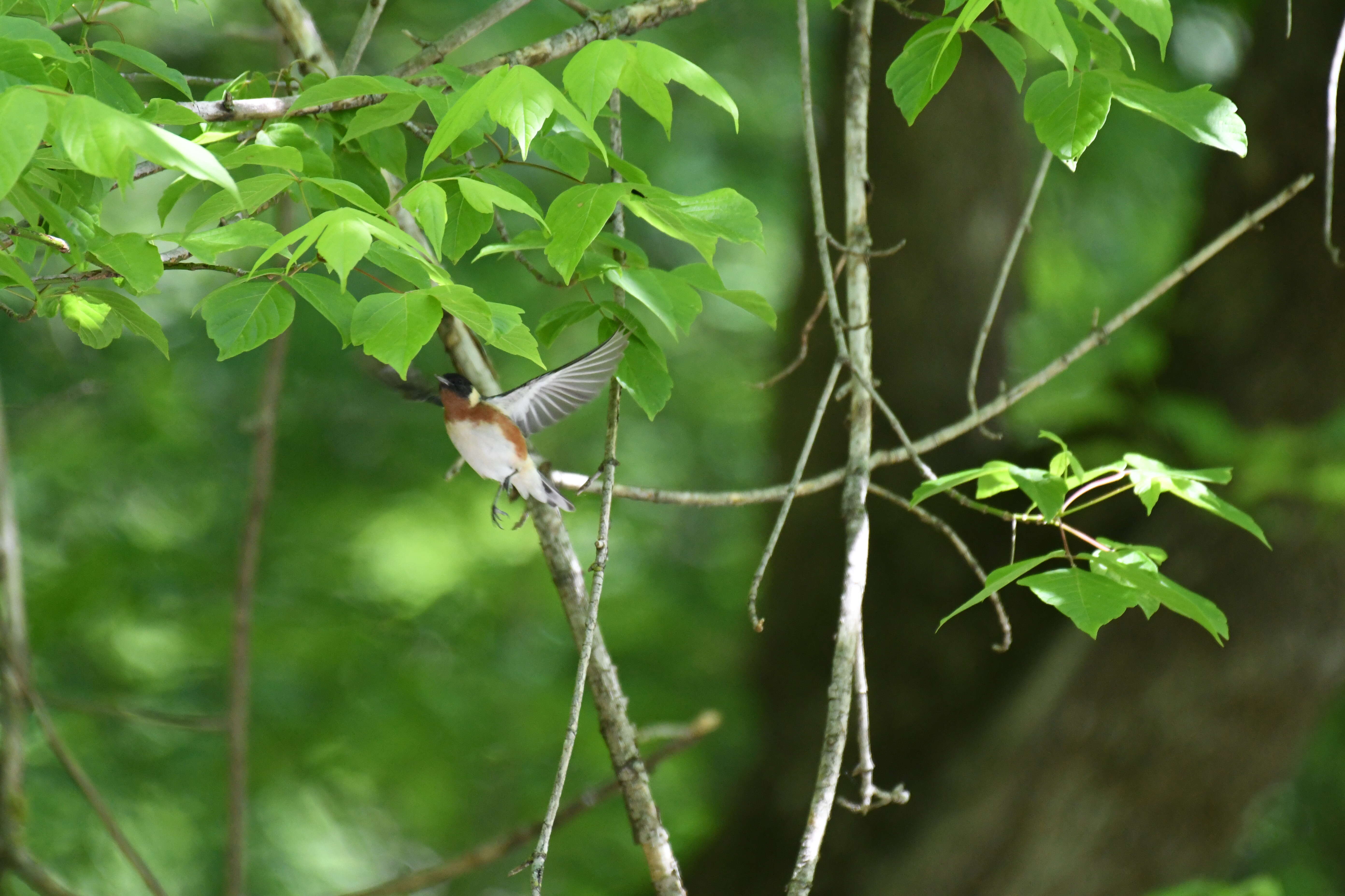 Image of Bay-breasted Warbler