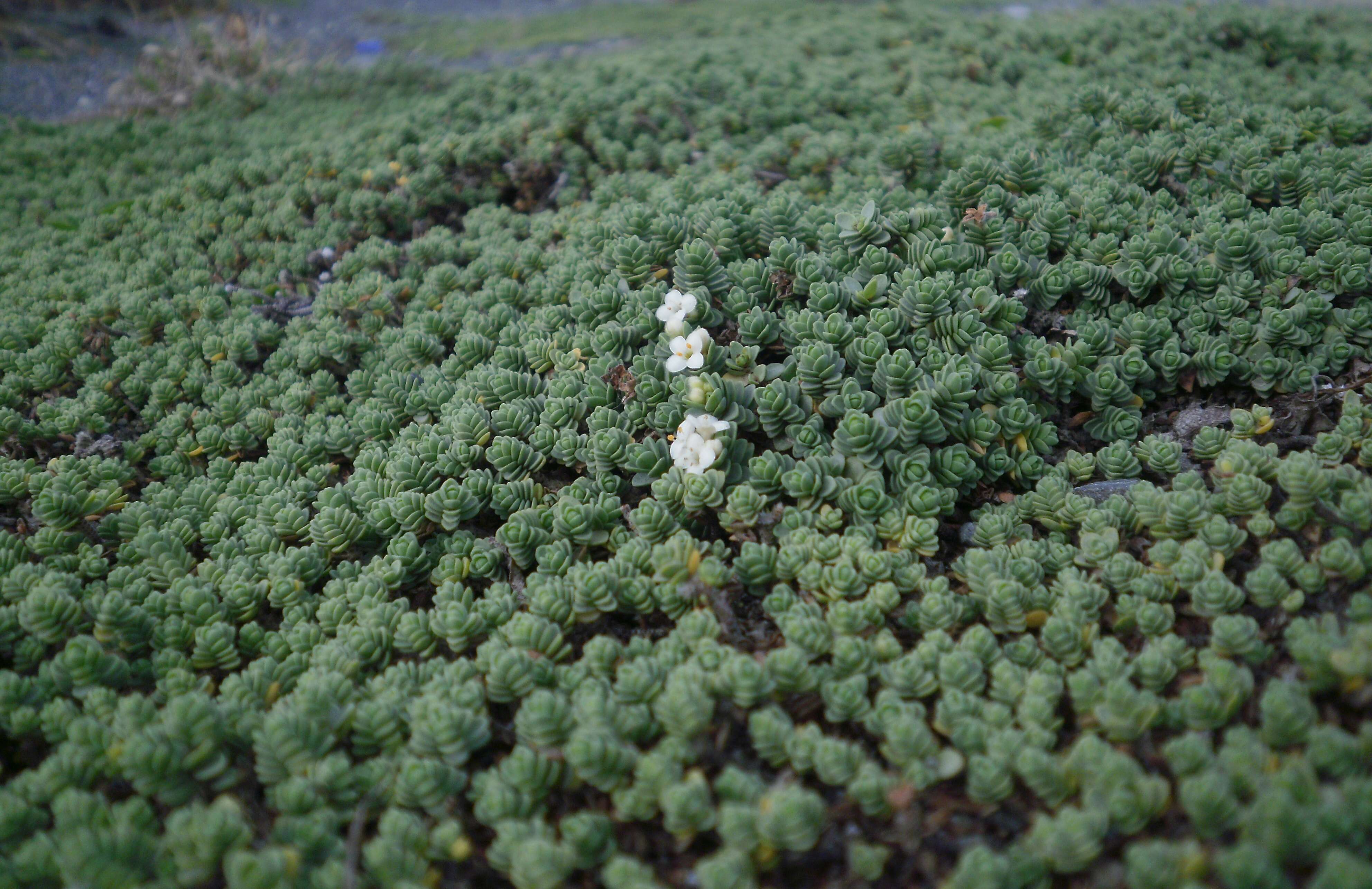 Image of Pimelea urvilleana A. Rich.