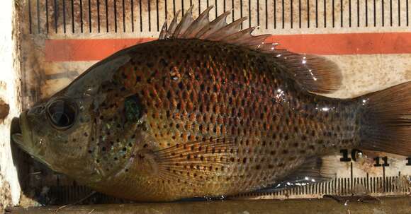 Image of Spotted Sunfish