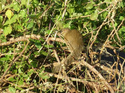 Image of Ochre Bush Squirrel