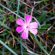 Image of carthusian pink