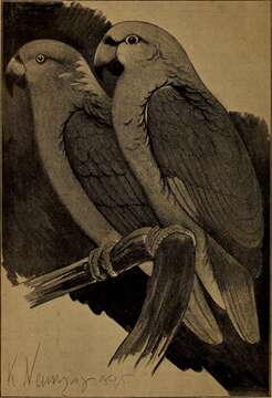 صورة Amazona guatemalae (Sclater & PL 1860)