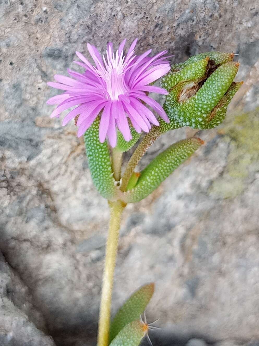 Imagem de Trichodiadema pomeridianum L. Bol.