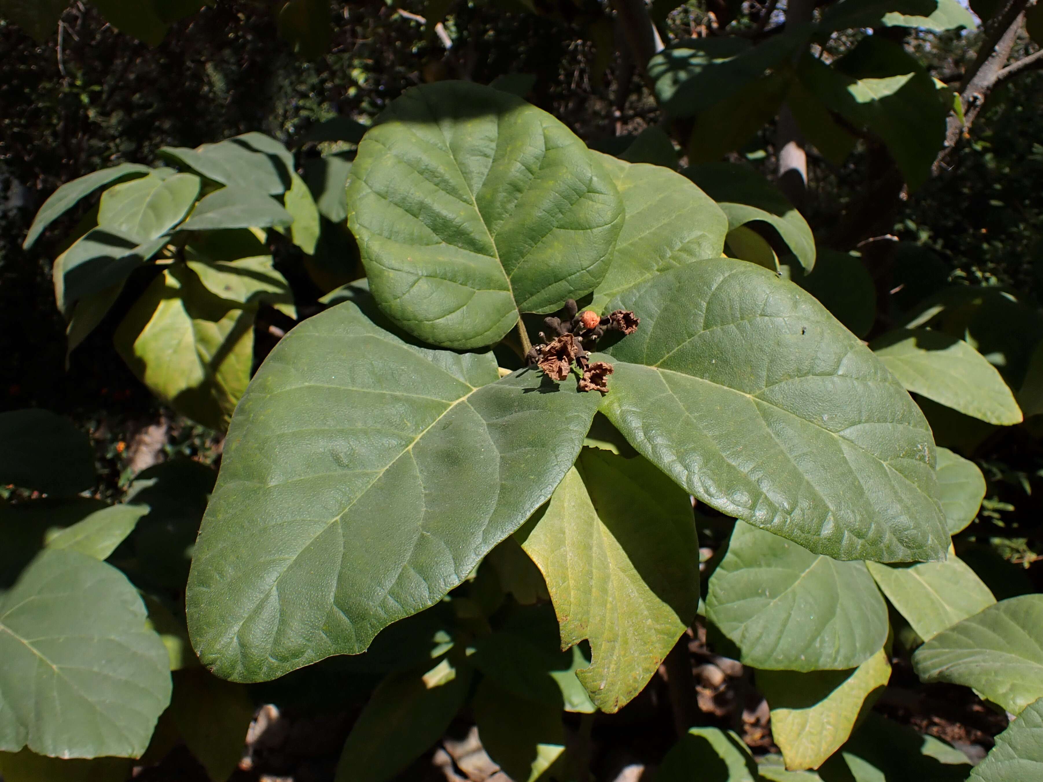 Image of largeleaf geigertree