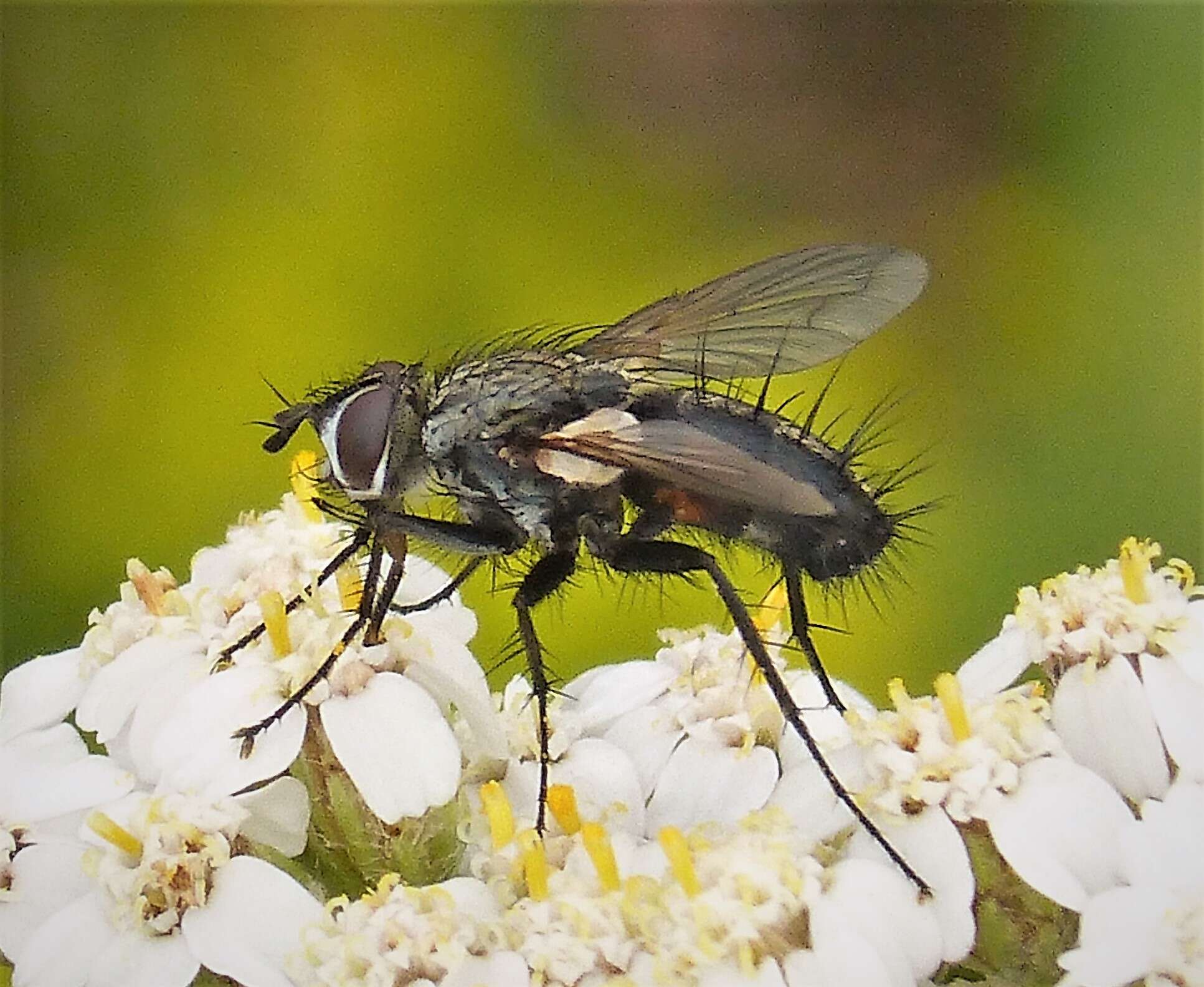 Image of Eriothrix rufomaculatus (De Geer 1776)