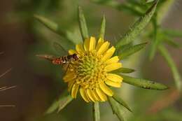 Image of common tarweed