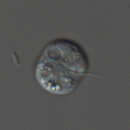 Image of Rhogostoma minus