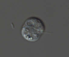 Image of Rhogostoma minus