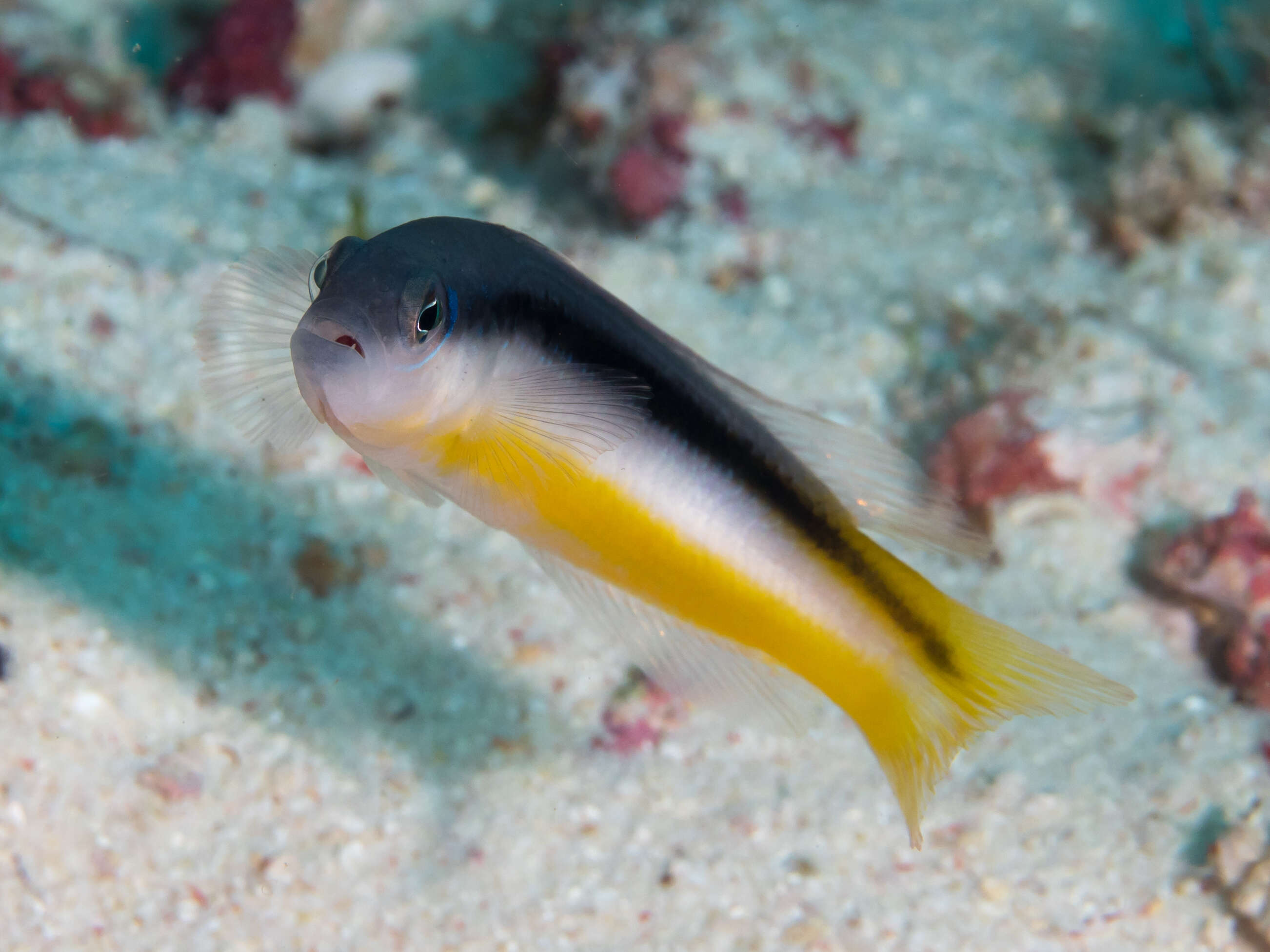 Image of Raja dottyback