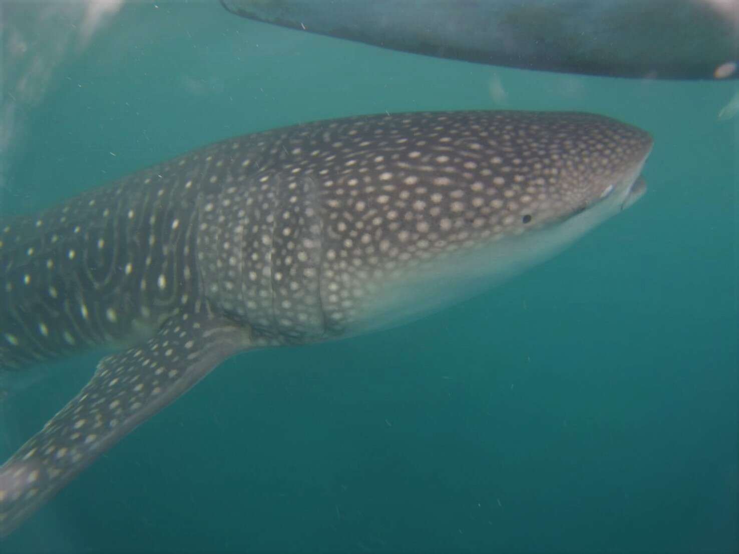 Image of whale sharks