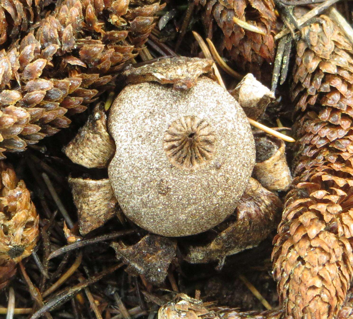 Image of Geastrum campestre Morgan 1887