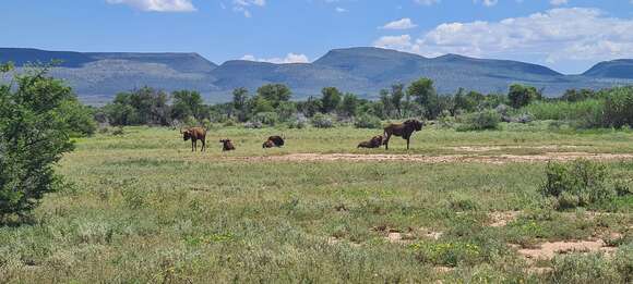 Image of Black Wildebeest