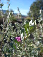 Imagem de Leucophyllum frutescens (Berl.) I. M. Johnston