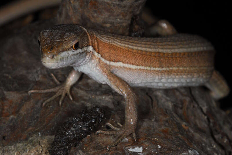 Image of Mountain grass lizard