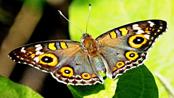 Image of Meadow Argus