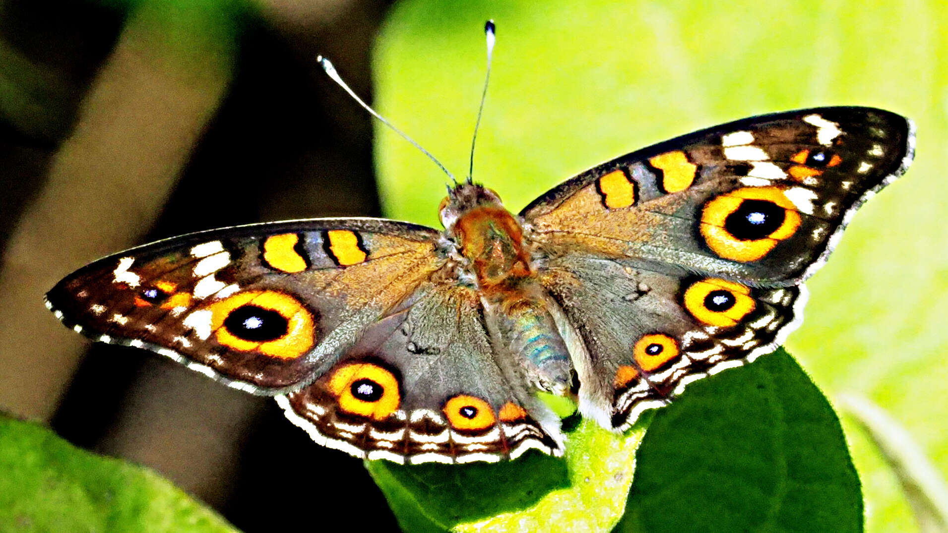 Image of Meadow Argus