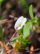 Image of mountain carpet clover