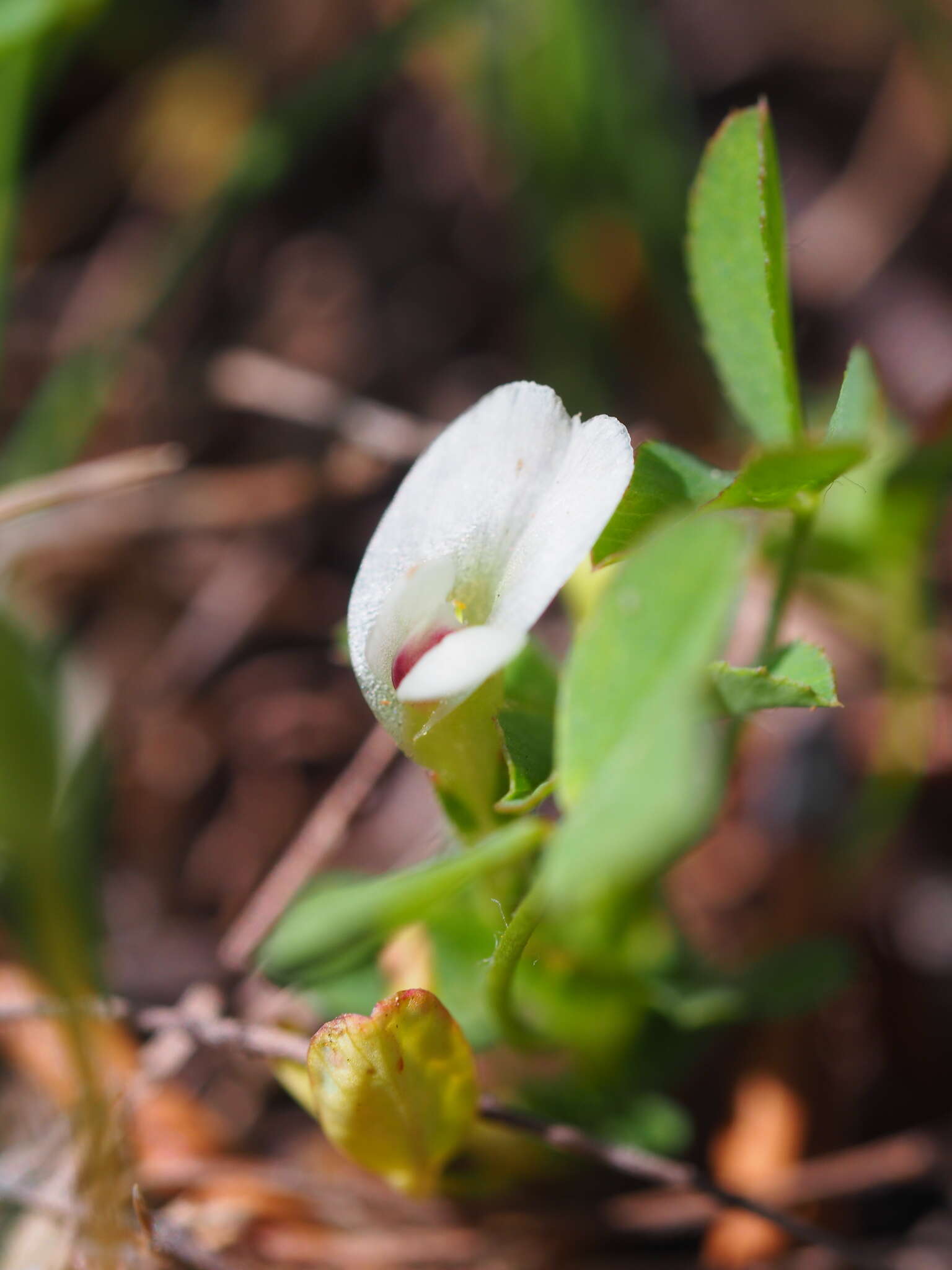 Image of mountain carpet clover