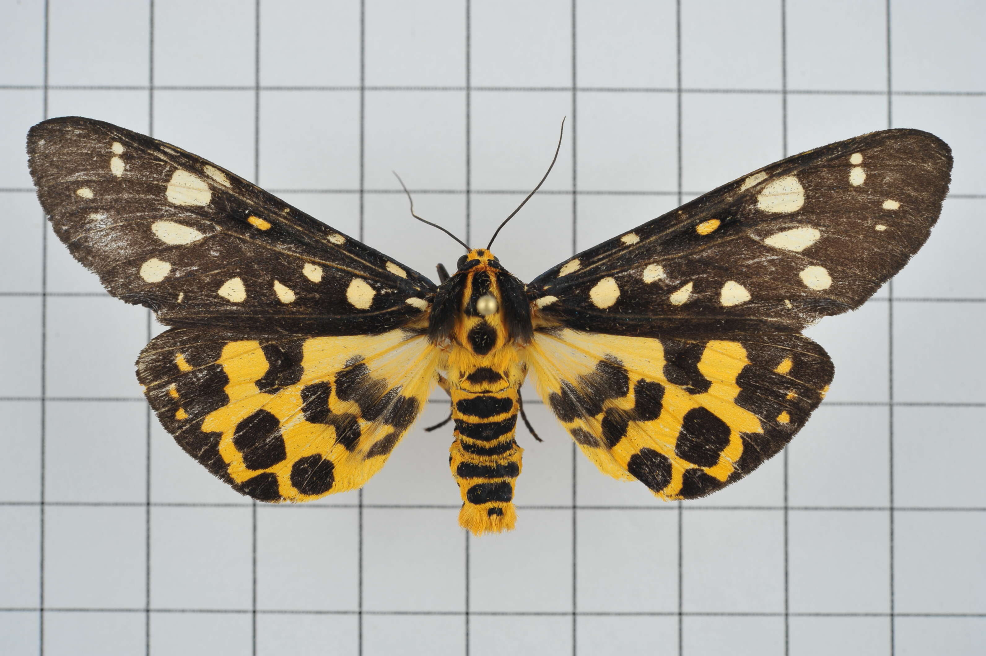 Image of Aglaomorpha histrio (Walker 1855)