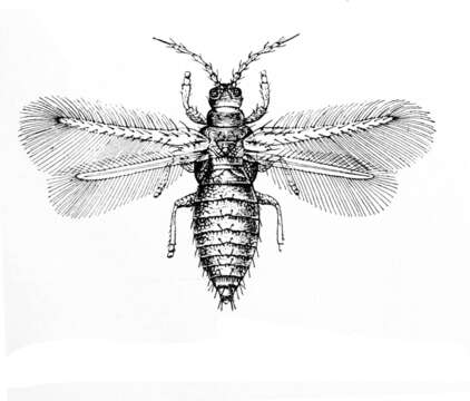 Image of Selenothrips