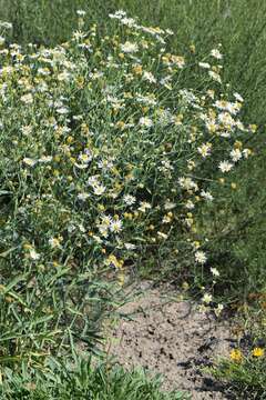 Boltonia asteroides (L.) L'Hér. resmi