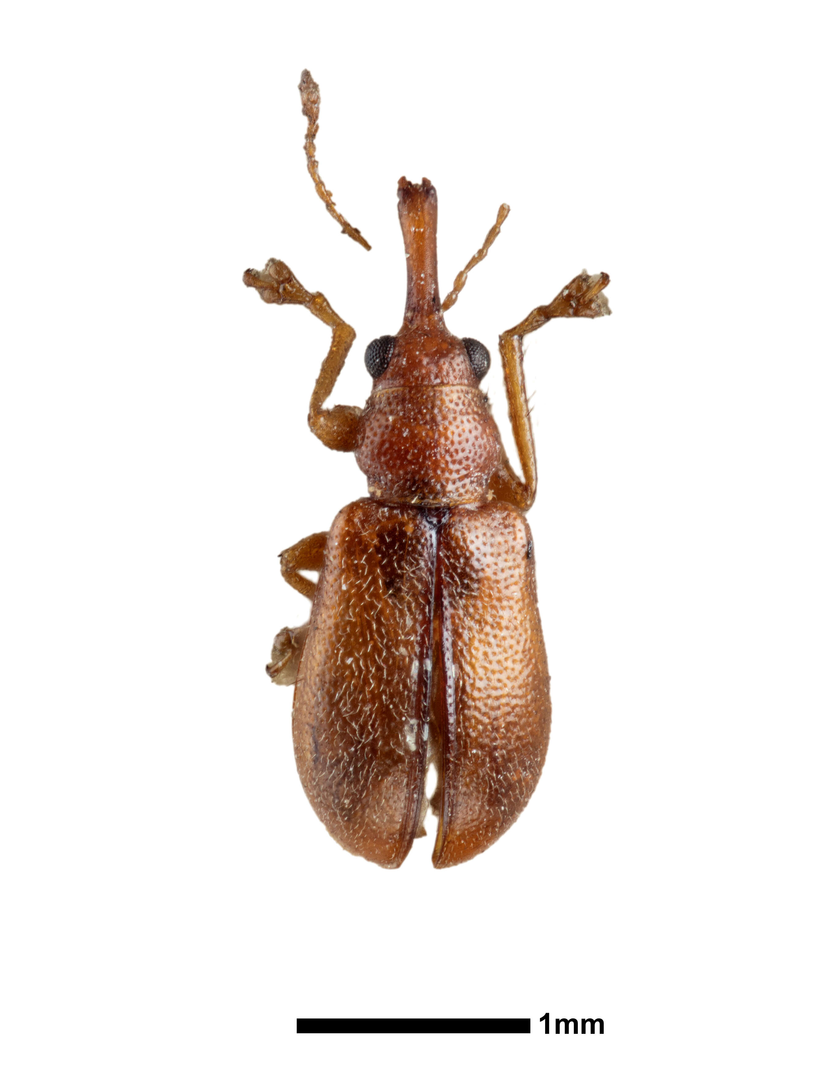 Image of Auletobius