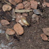 Image of subterranean silverfish