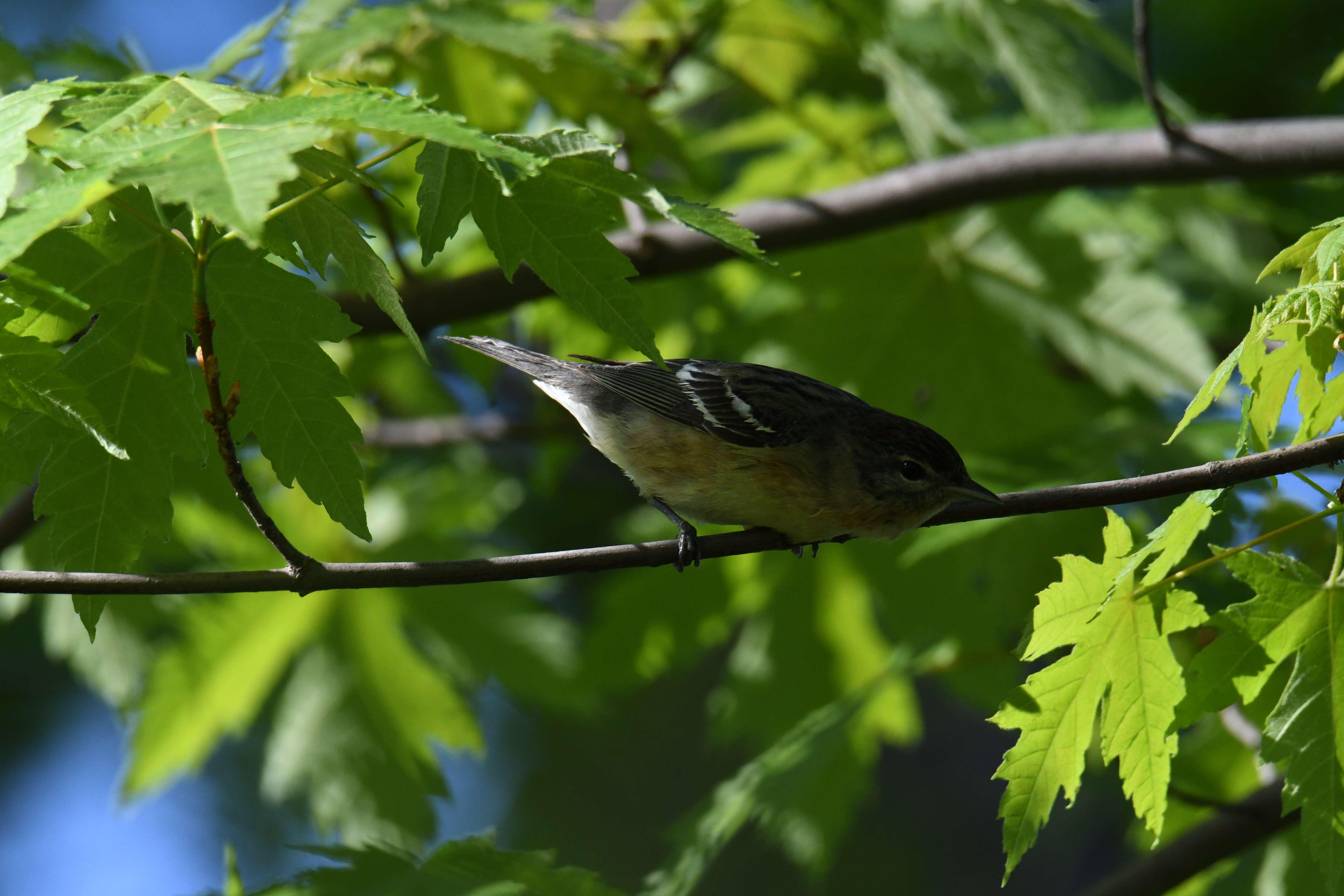 Image of Bay-breasted Warbler