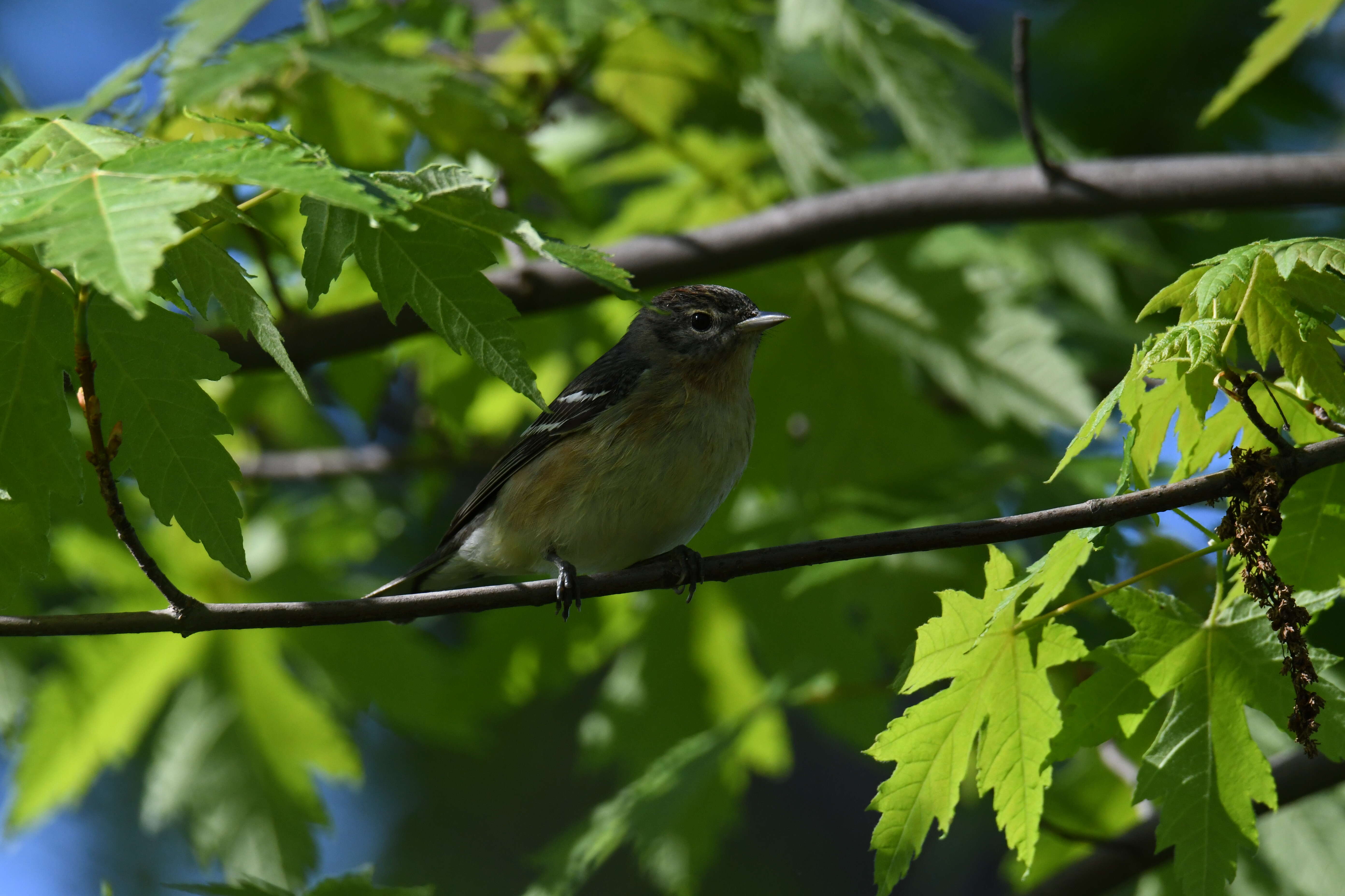 Image of Bay-breasted Warbler