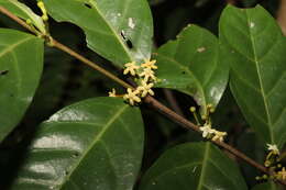 Image of Cyclophyllum multiflorum S. T. Reynolds & R. J. F. Hend.