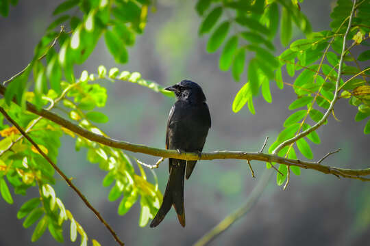 Image of Black Drongo