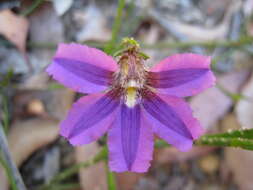 Image of Scaevola ramosissima (Smith) K. Krause