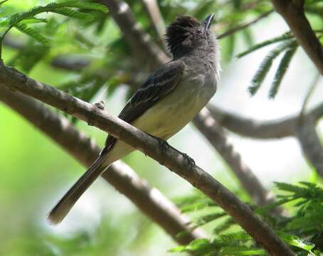 Image of Apical Flycatcher