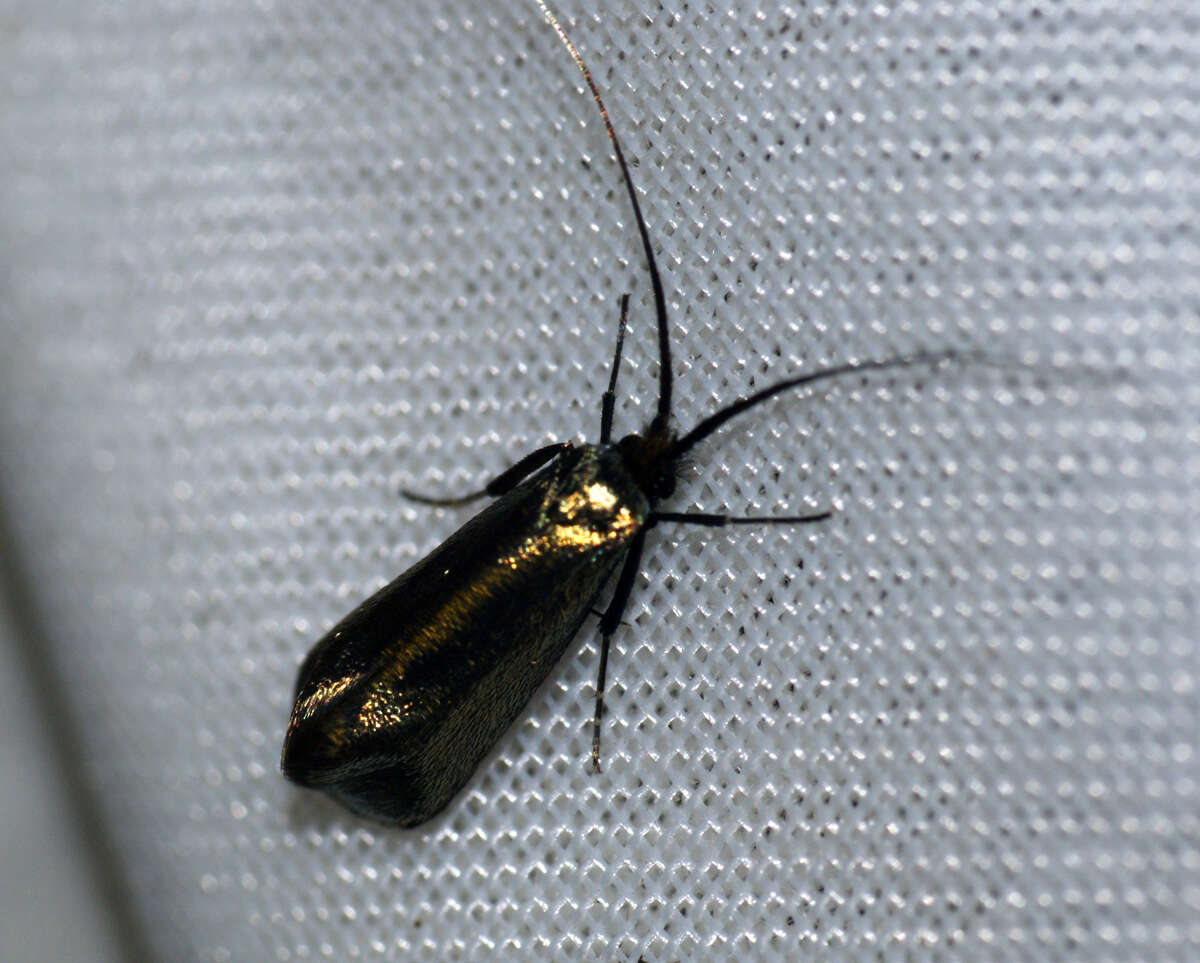 Image of Adela reaumurella