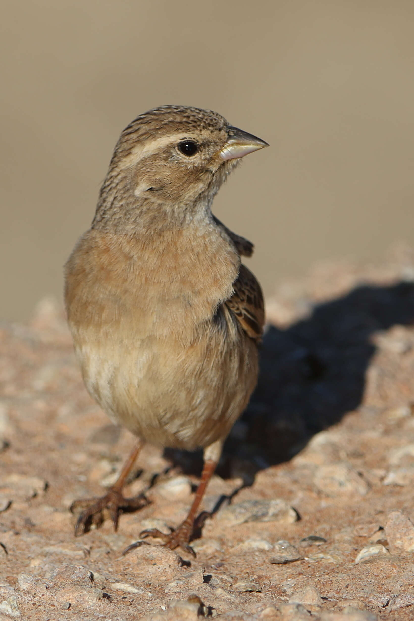 Image of Lark-like Bunting