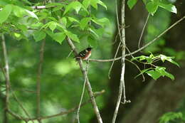 Image of Bay-breasted Warbler