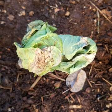 Image of white cabbage