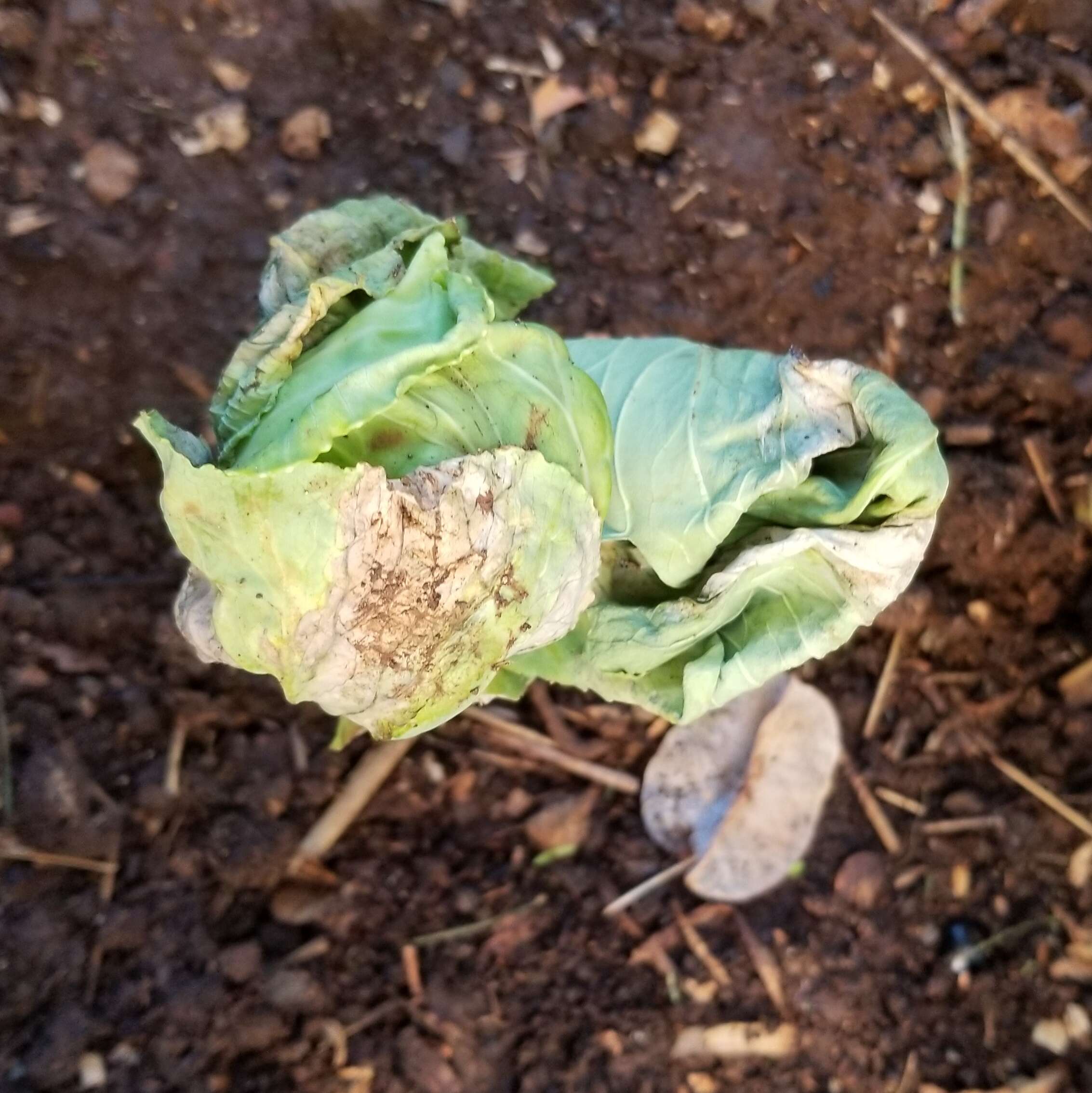 Image of white cabbage