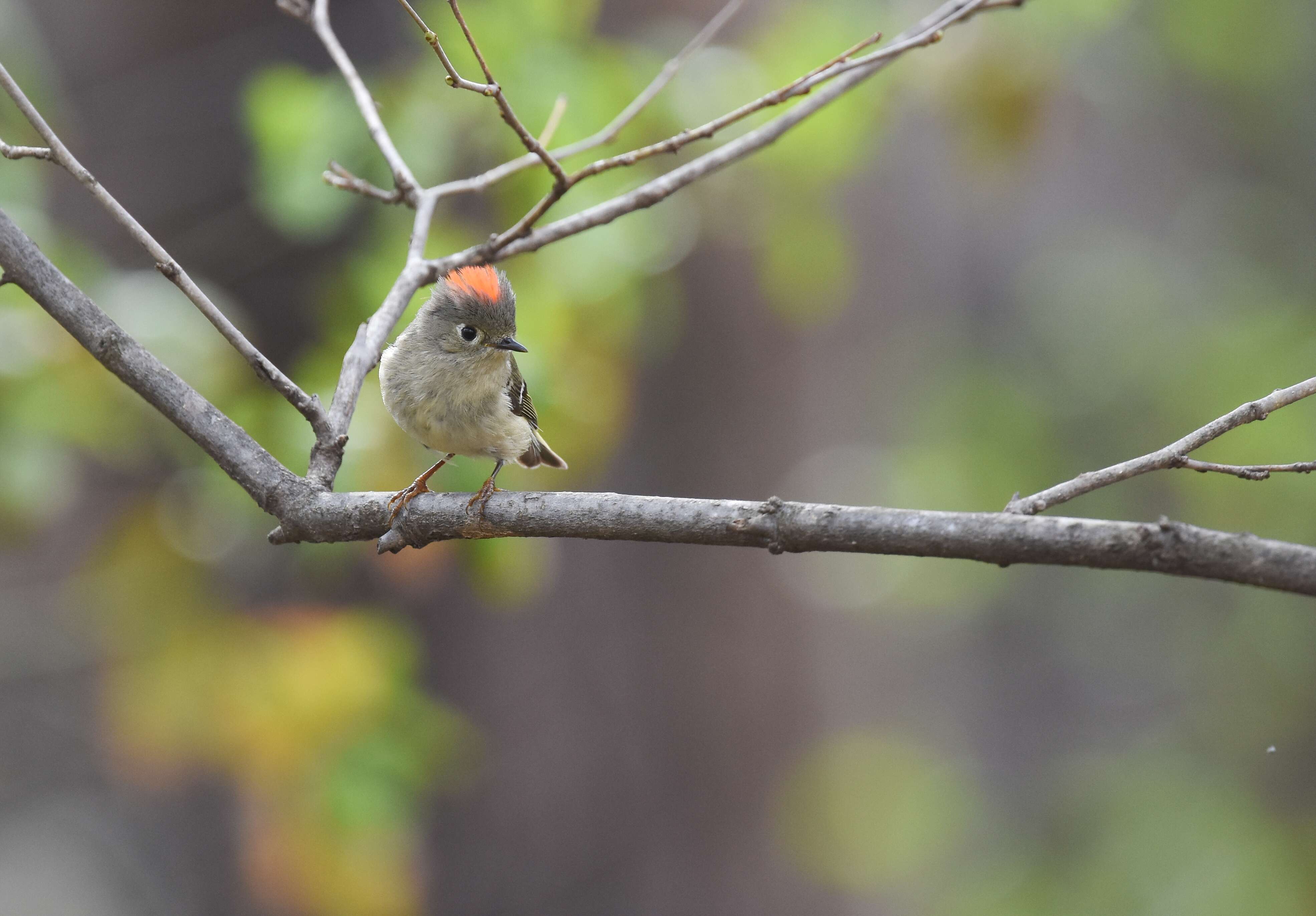 Image of goldcrests and kinglets