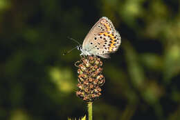 Image of Plebejus idas