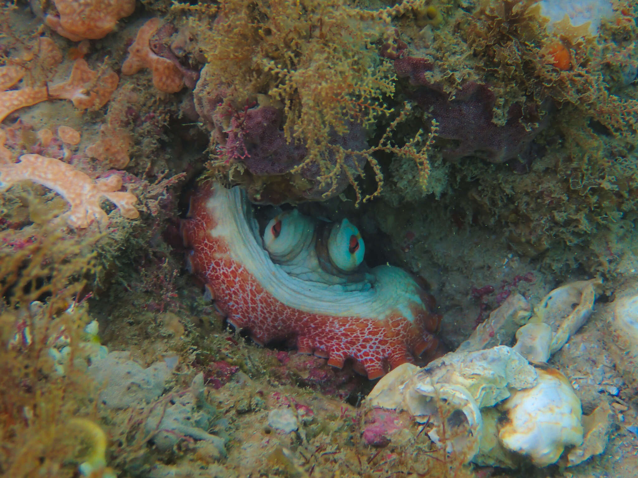 Image of Brazil reef octopus