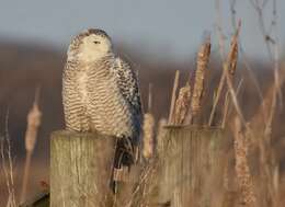 Imagem de Bubo scandiacus (Linnaeus 1758)