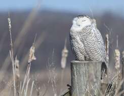 Imagem de Bubo scandiacus (Linnaeus 1758)