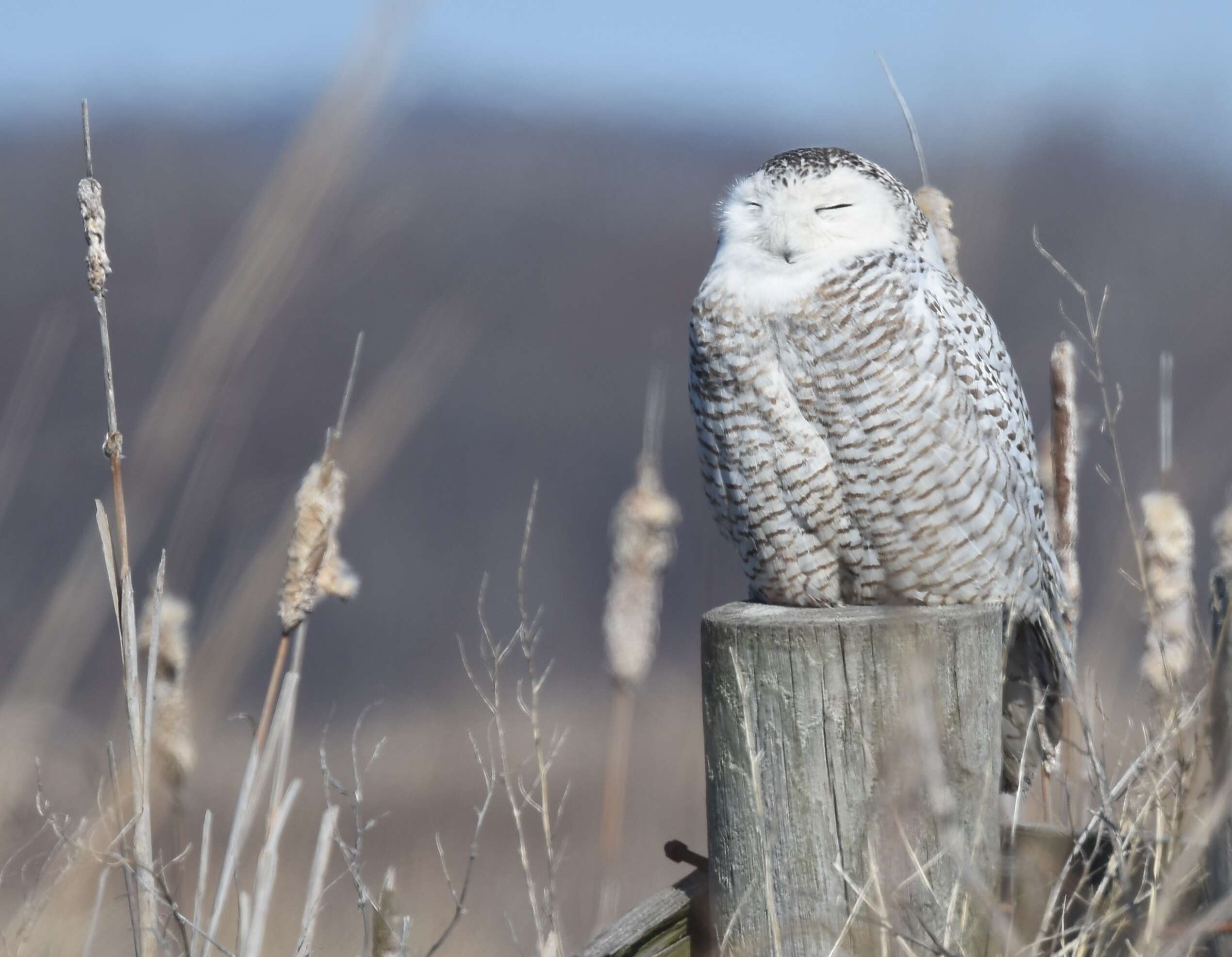 Imagem de Bubo scandiacus (Linnaeus 1758)