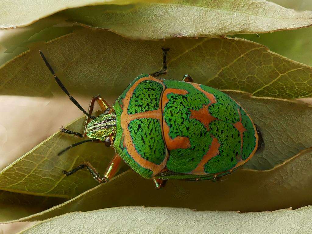 Image of Clown Stink Bug