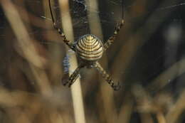 Image of Banded Argiope