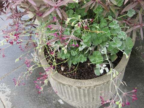 Imagem de Pelargonium