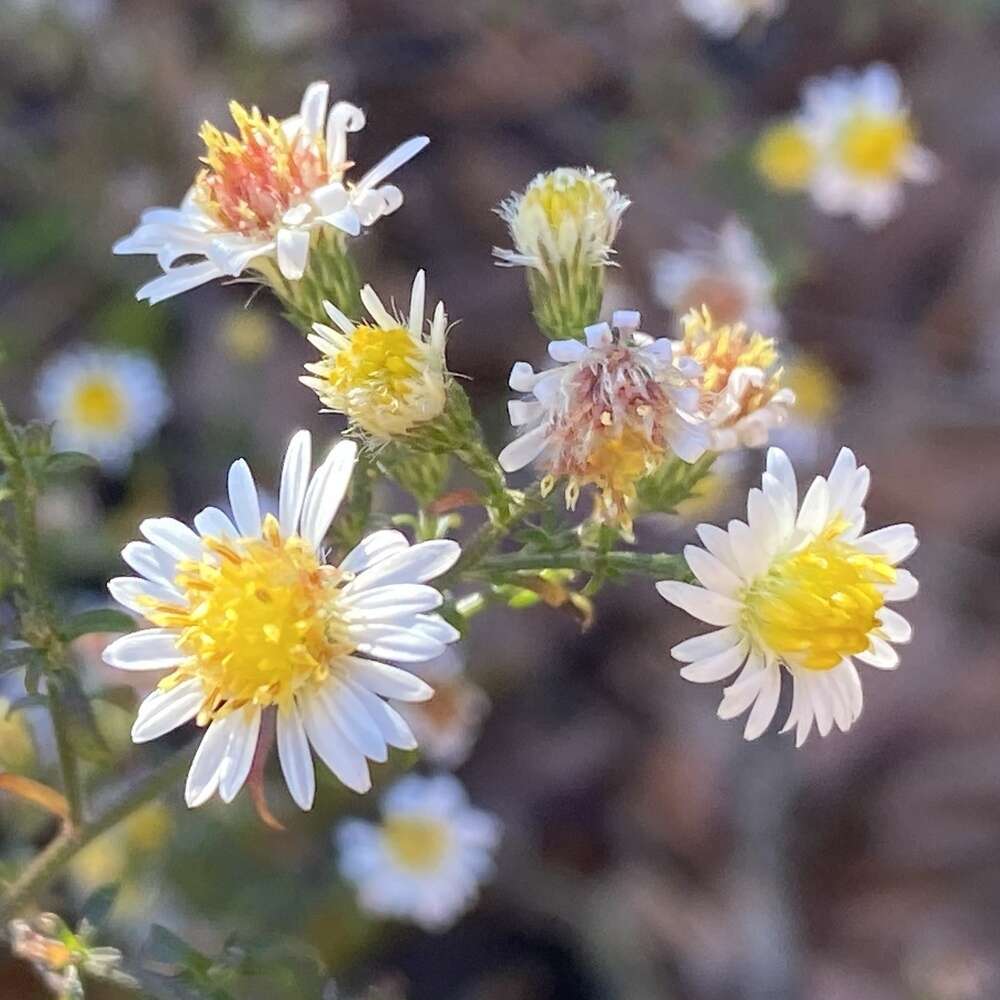 Image of smallhead aster