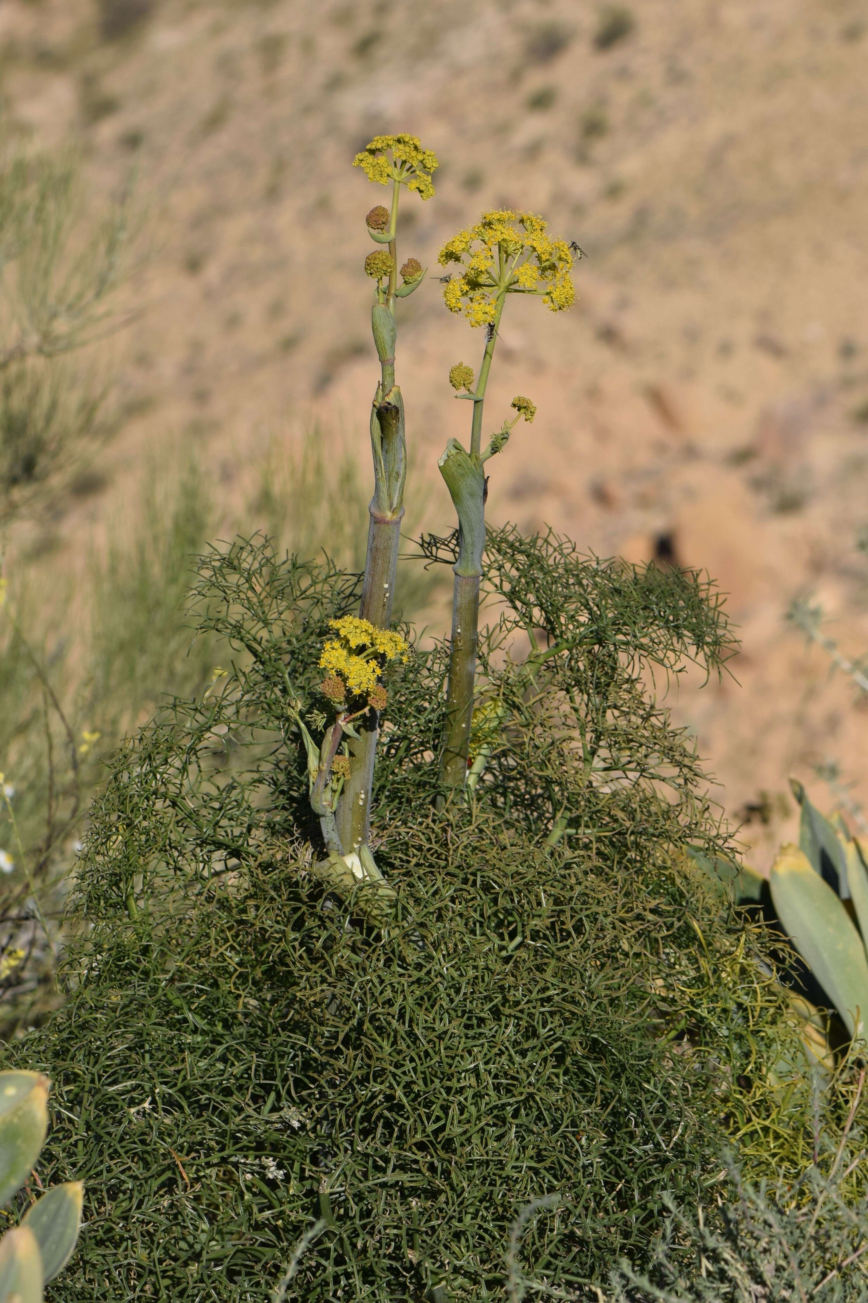 Image of Giant Fennel