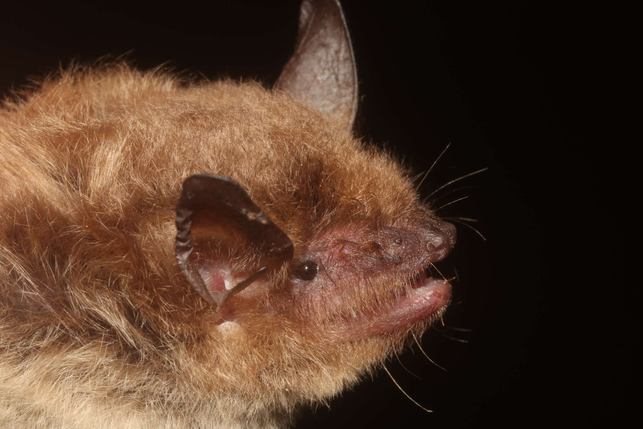 Image of Peninsular Myotis